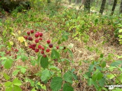 Bosques de Valsaín y Real Sitio de La Granja: Ruta de Senderismo; empresas senderismo madrid gargant